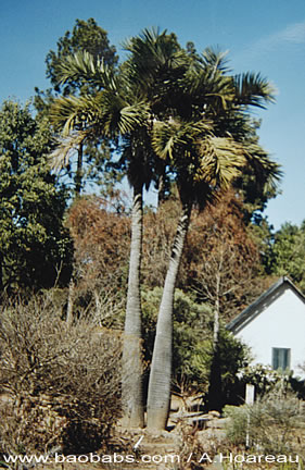 Dypsis decipiens